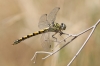 J14_1299 Onychogomphus forcipatus